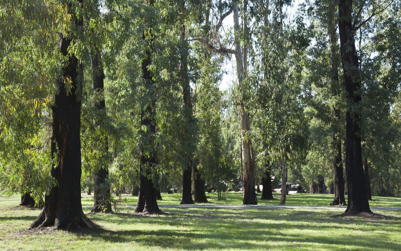 Saladin Lodge Narbethong Εξωτερικό φωτογραφία